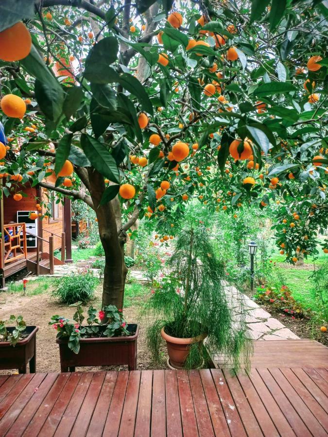 Çıralı Bahce Villa מראה חיצוני תמונה